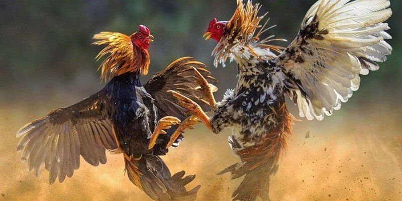 Phân Tích Tỷ Lệ Cược Và Cách Đọc Kèo Đá Gà CPC